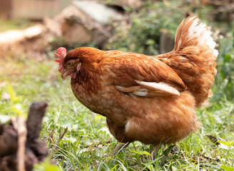 Raising the laying chicken egg by allowing them to feed naturally. sufficiency economy concept. Cost savings of livestock , Thailand.