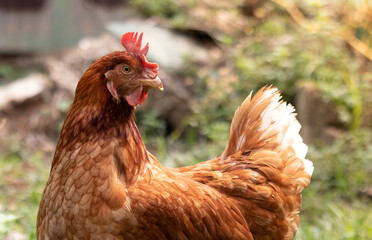 Raising the laying chicken egg by allowing them to feed naturally. sufficiency economy concept. Cost savings of livestock , Thailand.
