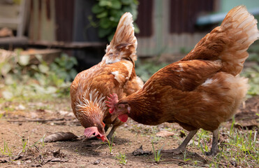 Raising the laying chicken egg by allowing them to feed naturally. sufficiency economy concept. Cost savings of livestock , Thailand.