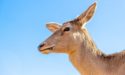 A portrait of a deer against a blue sky.
