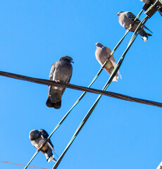 Doves on electrical wires