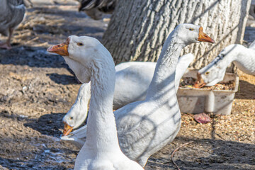 Portrait of a goose at the zoo.