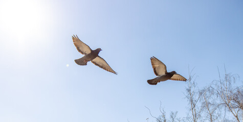 Two doves in flight against a sky.