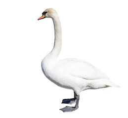 White swan portrait isolated on white background.