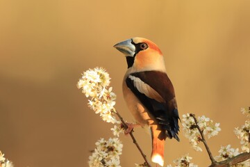 hawfinch sits on the blooming twig . (Coccothraustes coccothraustes) Wildlife scene from sunset.