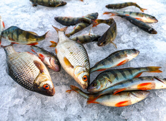Fish caught on ice in winter.