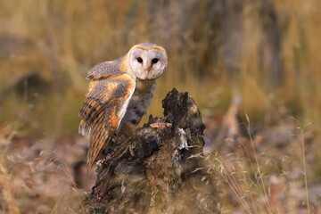 Barn Owl perched on a stump in the forest (Tyto alba) . Western barn owl in the nature habitat.