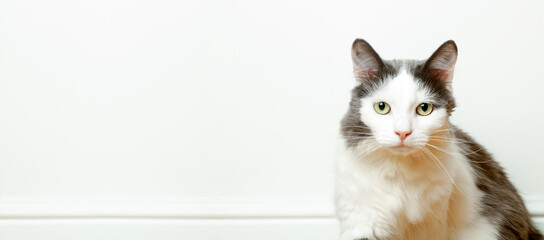 Portrait of a funny domestic cat on the banner background of an empty white wall. The look and eyes of a pretty cat