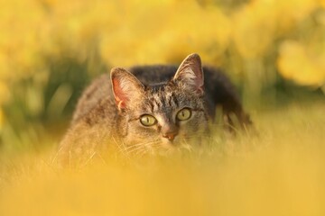 Artistic photo of a cat lying in the grass at sunset. Beautiful tabby cat in the blooming meadow. Felis silvestris catus. beautiful european cat in the grass © Monikasurzin