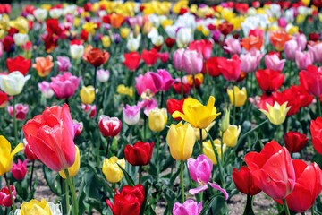 日本の観光地の美しいチューリップ畑のクローズアップ