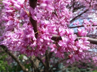 Tree branches with small pink flowers. Spring time. Sunny day