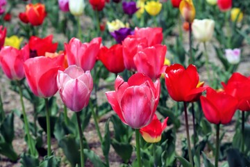 Obraz premium 日本の観光地の美しいチューリップガーデンのクローズアップ