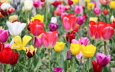 日本の観光地の美しいチューリップガーデンのクローズアップ