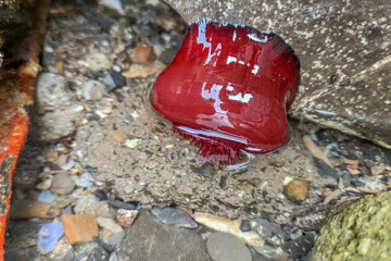 Red Anemone actinia in mediterranean sea by the shore