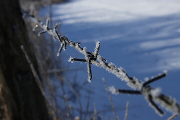 old barbed wire fence in a frosty winter morning