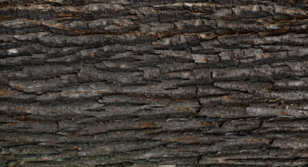 tree trunk, brown texture, natural wood
