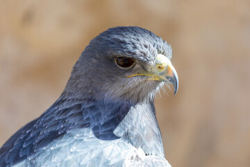 Obraz premium Close-up of Shield Eagle (Geranoaetus melanoleucus) adult. Also called blackberry, paramuna, moor eagle, black-eyed eagle, black-breasted eagle, mamani or golden eagle. Ring for falconry.