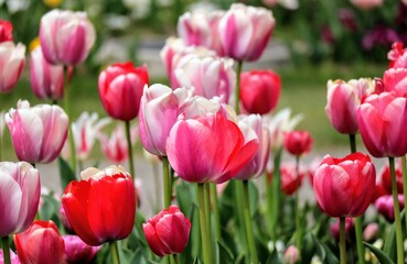 日本の観光地の美しいチューリップガーデンのクローズアップ