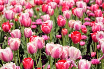 日本の観光地の美しいチューリップガーデン