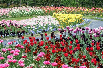 日本の観光地の美しいチューリップガーデン