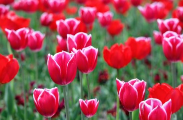 日本の観光地の美しいチューリップガーデンのクローズアップ