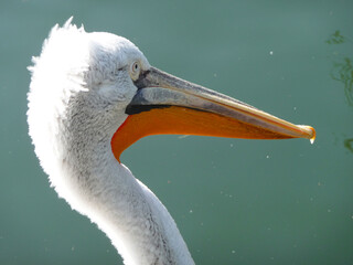 Ein Pelikan mit seinem langen kräftigen Schnabel.