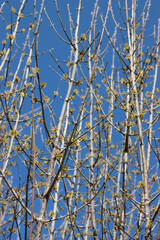 Cornelian cherry dogwood yellow flowers and blossoms on branch against blue sky. Cornus mas