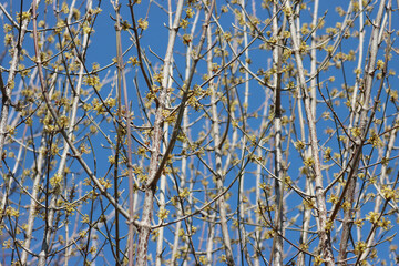 Cornelian cherry dogwood yellow flowers and blossoms on branch against blue sky. Cornus mas