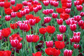 日本の観光地の美しいチューリップガーデンのクローズアップ