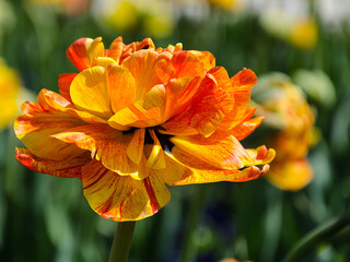Beautiful spring orange tulip in the park in the sunlight.