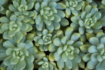 thick, fleshy and engorged outdoor succulent plants, known as succulents, water storing or retaining and air purifying plant background