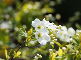 Exochorda macrantha 'The Bride' -  Kleine Prunkspiere oder Perlenstrauch mit schöner weißer Frühlingsblüte und hellgrün, lanzettlich, wechselständig, ganzrandig Blätter