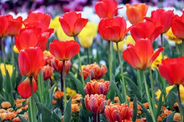 日本の観光地の美しいチューリップガーデンのクローズアップ