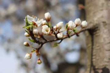 Prunus spinosa branch in bloom on springtime. Blackthorn tree with beautiful white flowers on a sunny day