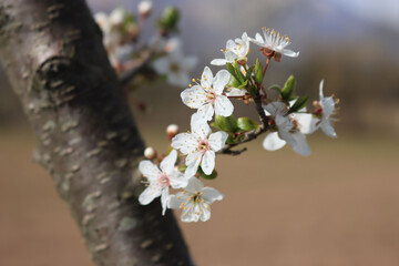 Prunus spinosa branch in bloom on springtime. Blackthorn tree with beautiful white flowers on a...