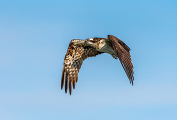 Osprey in flight in India