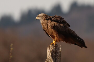 milan noir posé sur un arbre mort