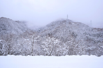 雪化粧した木々