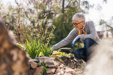 Retired senior woman gardening. Pulling the weeds and edge garden beds.