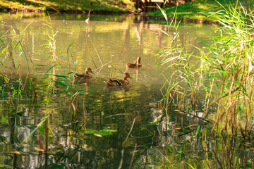 Obraz premium ducks swim in a pond on a sunny summer day