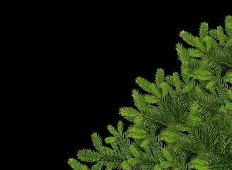 Naklejka na ściany i meble Close up of spruce branches isolated on a black background