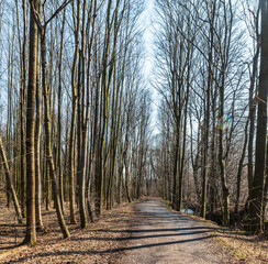 Early springtime forest with trail, small creek and clear sky in CHKO Poodri in Czech republic