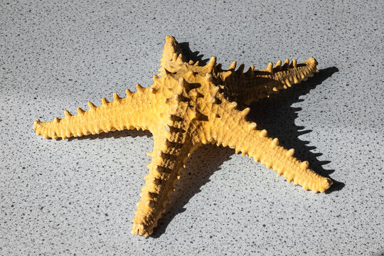 Huge Starfish On A Table, For Use In Biology Class