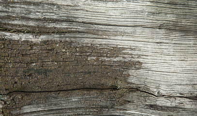 Old wood messy and grungy texture