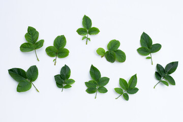 Rose leaves on white background.