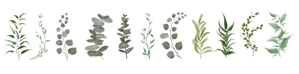 Vector herbal set. Various plants, leaves, grass. Collection of greenery, eucalyptus.