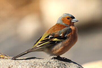 pinson des arbres mâle sur une pierre