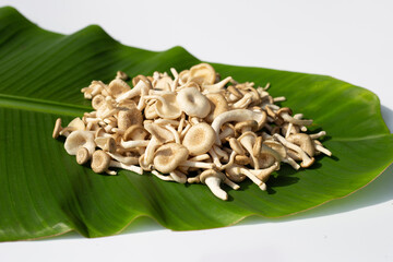 Fresh mushroom on banana leaf on white background.