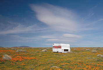 Abandoned camper trailer in California Golden Orange Poppy field during superbloom spring in southern California high desert