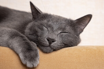 Close-up of a sleeping beautiful gray cat.